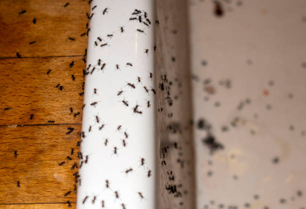 Wasp Removal Services in Raven, VA